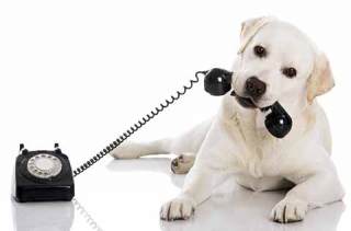 Cute puppy with telephone receiver in his mouth.