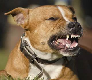 Canine behavior consultant offers all types of dog training services in Naples, Bonita Springs and Fort Myers, Florida