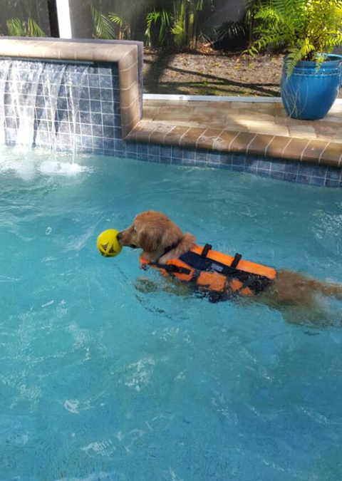 Service dog in pool